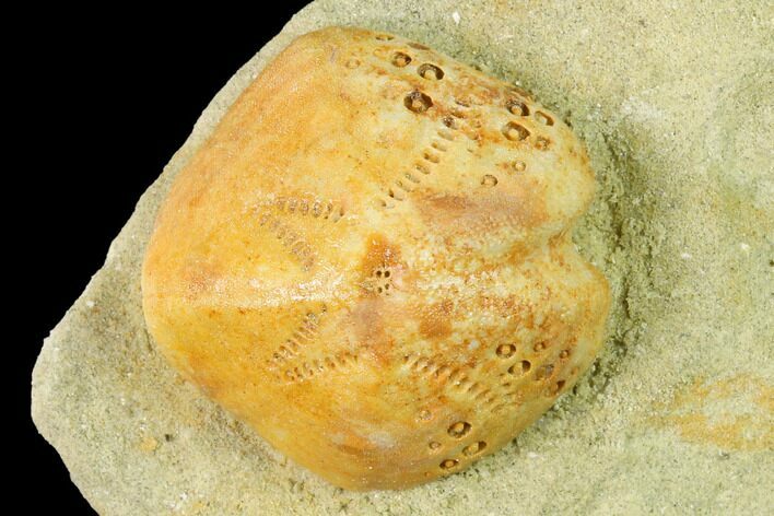 Sea Urchin (Lovenia) Fossil on Sandstone - Beaumaris, Australia #144379
